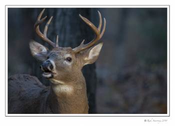 White-tailed Buck 8pt 3.jpg